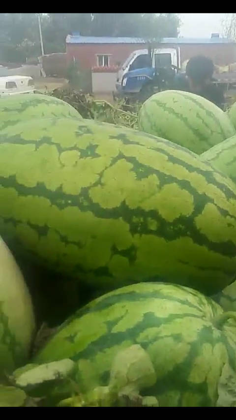 金城5号价格
