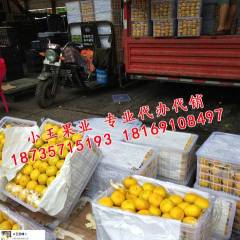 宁夏四季鲜农产品综合批发市场代销蜜橘柑橘