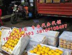 宁夏四季鲜农产品综合批发市场代销蜜橘柑橘