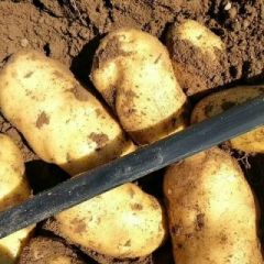 沽源县土豆，品种齐全，张小云代办