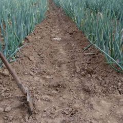 山东莘县大葱10月初上市