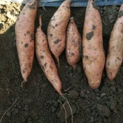 龙薯九号。大量供应。