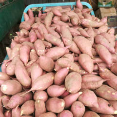 开封县红薯火热上市,河南阮明信诚信合作