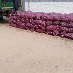红皮洋葱8公分，每年的8月15号到10月大量上市