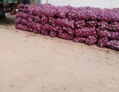 红皮洋葱8公分，每年的8月15号到10月大量上市