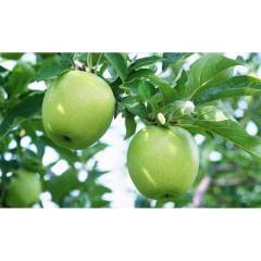 山东费县黄元帅苹果成熟，质量上佳