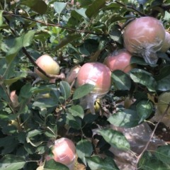 好消息。山东寒亭现有大量苹果上市了