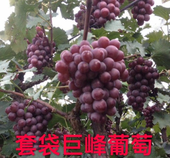 2018年河北卢龙巨峰葡萄价格