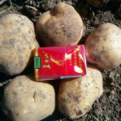 公主岭市延薯系列诚信代办李选成欢迎广大客商前来