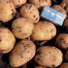 吉林公主岭延薯四号土豆欢迎合作