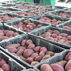 辽宁省锦州市凌海市红薯大量上市