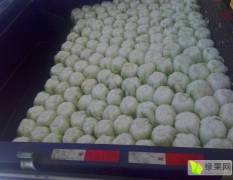 凌海白菜品种繁多秋宝、韩国黄心菜、91-12大白菜