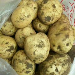 吉林省松原市扶余县大量出售杠三七，延薯四号