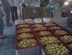 大荔冬枣价格 红香酥梨，柿子，等各种水果