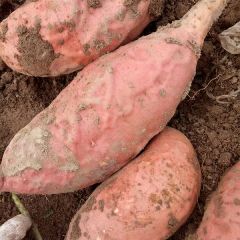 优质烟薯25，西瓜红等品种红薯