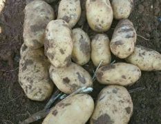 出售各种土豆，电话13754119626