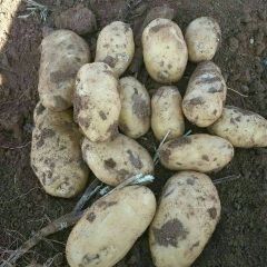 出售各种土豆，电话13754119626