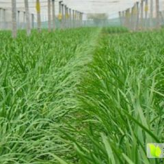 韭菜莴笋黄瓜大量出售