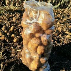 吉林省松原市扶余市大量出售杠三七延薯四号