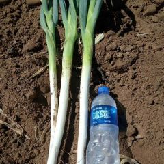 优质长白大葱，葱白长不空心