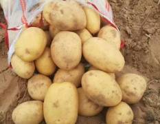 陕北土豆 内蒙土豆多个品种目前上市中！