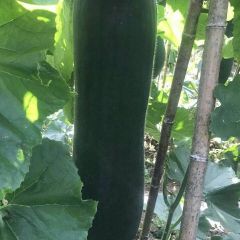 高中低档黑皮吊瓜，欢迎前来选购。