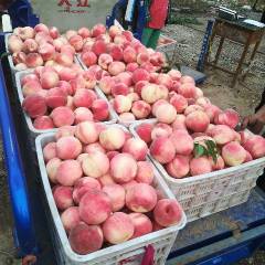 遵化现在各种水蜜桃相继上市了