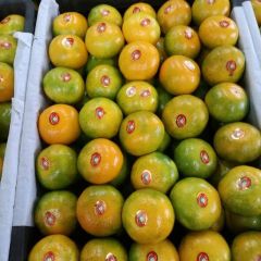 湖北宜昌特早蜜桔上市已接近两月之久