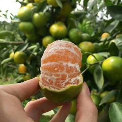 湖北三峡叶橘产地直销