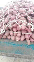 泗水基地大量红薯成熟，今年薯质好