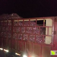 惠民二红洋葱，每年的6月1号洋葱大量上市