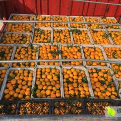 丹江口市习家店镇精品蜜桔已经上市