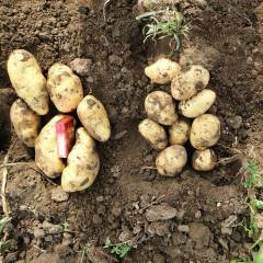 2019河北沽源内蒙多伦1000亩基地货价格优惠