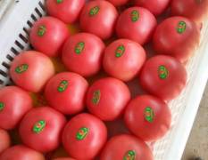 乐亭冷棚西红柿大量上市中质量好果型正