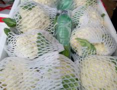 山东聊城市东昌府沙镇有机花，西红柿，芹菜，白菜，白萝卜，正在热卖中，