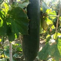 周口郸城县黑皮冬瓜大量上市，15斤以上