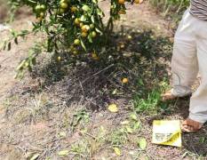灵山大量供应由良蜜橘接苗