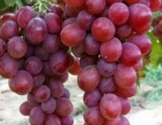 陕西大荔每年9-10月份，红堤葡萄大量上市