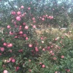 本地大量供应红富士苹果