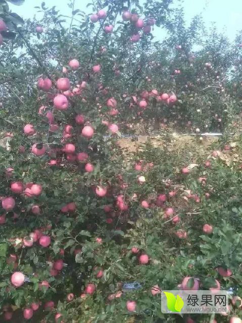 2018年山东新泰红富士价格