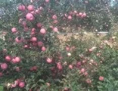 本地大量供应红富士苹果