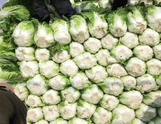 2018肇州绿色韩国黄心大白菜质量好价格优