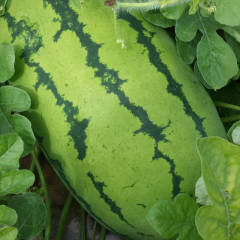 翁牛特旗祥盛龙西瓜个大型好，交通便利