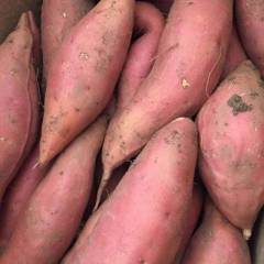 献县五轩家庭农场现有大量红薯出售