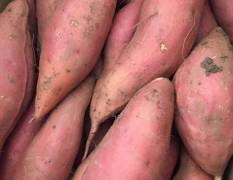 献县五轩家庭农场现有大量红薯出售