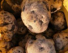 扶余土豆货源充足 欢迎选购优质土豆