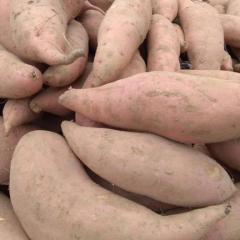 常年供应各种优质红薯