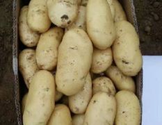 大量出售荷兰十五土豆