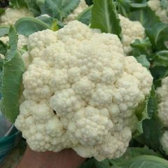 大量供应山东肥城雪宝白菜花，花菜基地