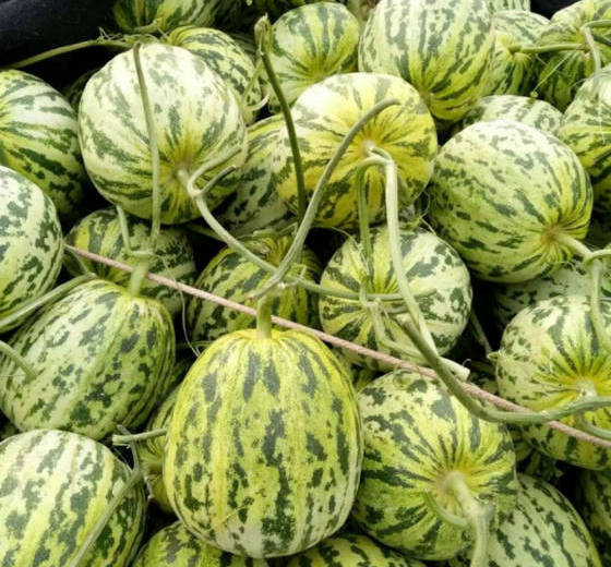 2018年山东莘县花蕾甜瓜价格